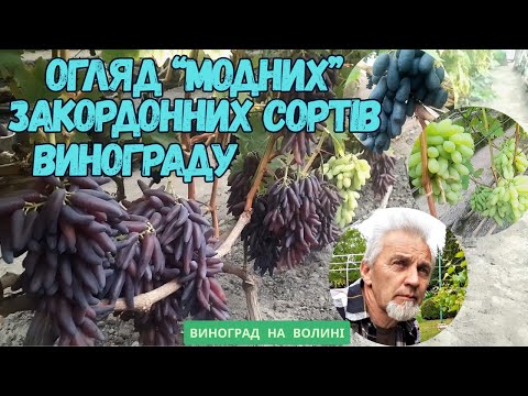 Видео: Огляд "модних" закордонних сортів винограду