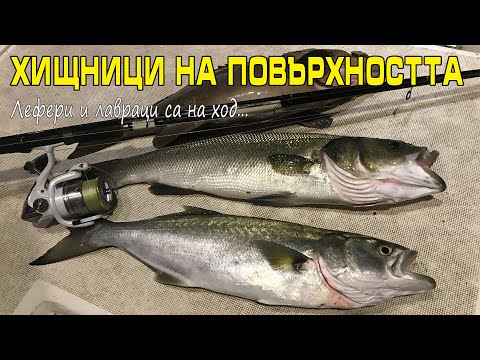 Видео: ХИЩНИЦИ на повърхността!