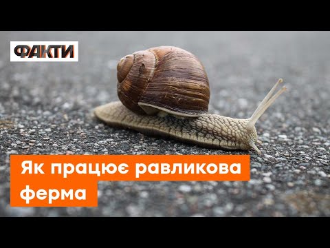 Видео: 🐌 Равликова ферма на Рівненщині: як працює підприємство в умовах війни?