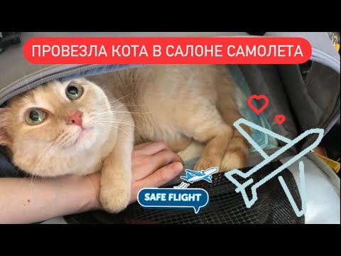 Видео: Как вывезти кота за границу ? | провоз кота в самолете (Аэрофлот) | переезд во Францию