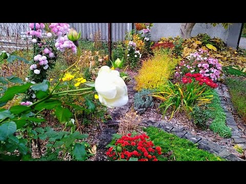 Видео: Рослини декоративні в листопаді💚прогулянка садом💚хто ще красивий