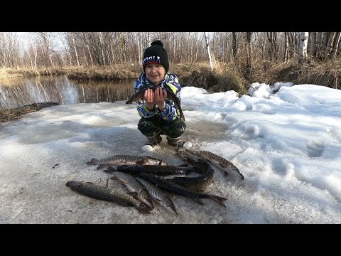 Видео: ВЕСНА ИДЁТ А ЩУКА ПРЁТ НА ПОПЛАВОК! РЫБАЛКА ВЕСНОЙ, ЖЕРЛИЦА ПРОТИВ МОРМЫШКИ)! РЫБНОЕ, КЛЁВОЕ МЕСТО!