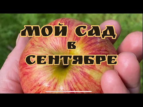 Видео: Мой Сад В Сентябре!Гортензии,томаты и 🍄 ГРИБЫ!