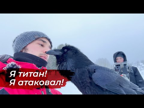 Видео: Отбиваемся от нападения ворона! Улучшаем вольер для Гоши