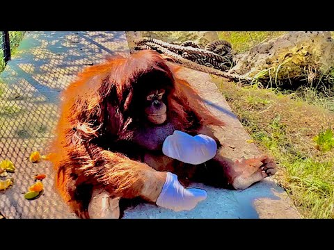 Видео: СМЕХ! Орангутан Дана сняла с Олега Зубкова носки и оставила СЕБЕ НА ПАМЯТЬ)))