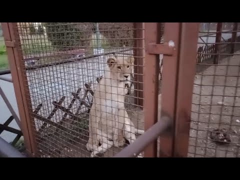 Видео: ДРУЗЬЯ! И СНОВА МЫ ВМЕСТЕ! ШЕРХАН. МинЗОО, 26.10.24 ❤️