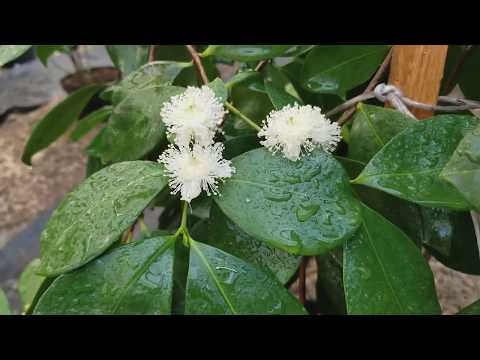 Видео: ГУАВА ЛИМОННАЯ, ИЛИ ПСИДИУМ ЛИТОРАЛЕ.