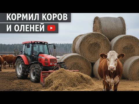 Видео: Утро на ферме в Финляндии: рулоны, коровы и ТАЙНА Оленьей кормушки!