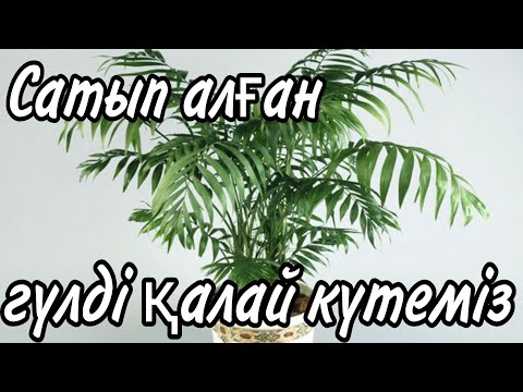 Видео: Сатып алған гүлді не істейміз? Сатып алған гүлді күтіп баптау. Гүлдер әлемі. Үй гүлдерінің күтімі.