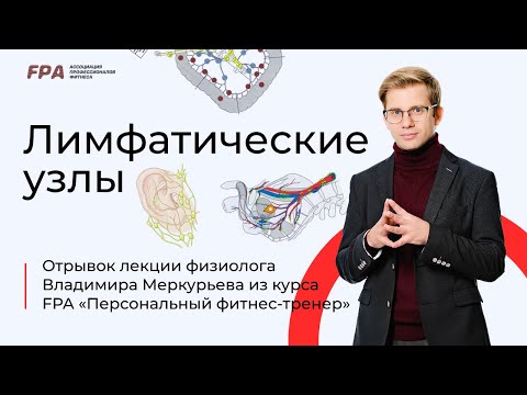 Видео: Лимфатические узлы | Владимир Меркурьев (FPA)