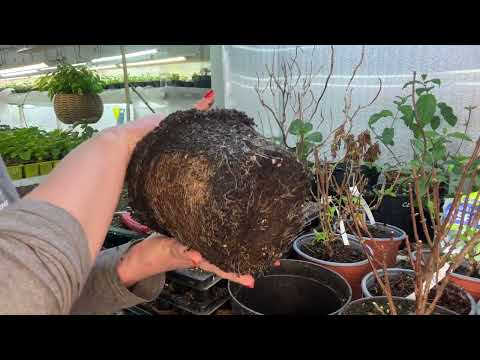 Видео: Важные факторы для зелёного черенкования. Адаптация черенков. 30.03