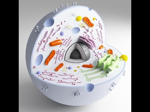 Видео: Клетканын химиялык курамы