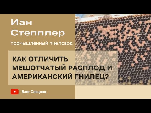 Видео: Как отличить мешотчатый расплод и американский гнилец? Иан Степплер, Канада