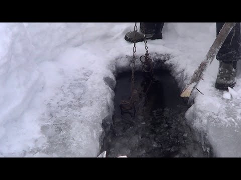 Видео: Охота на Бобра капканами Зимой. Проверка капканов на Куницу. Сезон 21-22