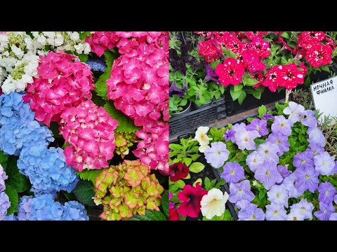 Видео: ВЫСТАВКА "ВЕСЕННИЙ САД" В ПАРКЕ В. ЧЕРЕВИЧКИНА. г. Ростов 2023г.