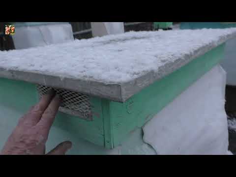 Видео: Мой сад и пчёлы уходят в зиму.🥶