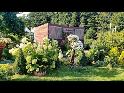 Видео: Старая клумба заиграла новыми красками👌🌲🌸 #любимаядача 