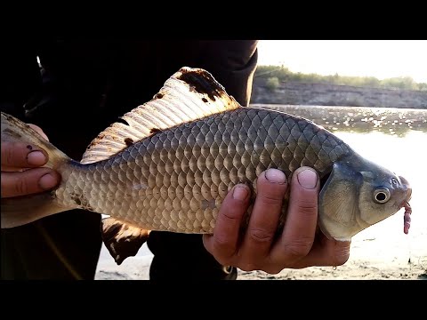 Видео: Лапти на Чумыше. Рыбалка на утренней зорки. Алтайский край. г Заринск.