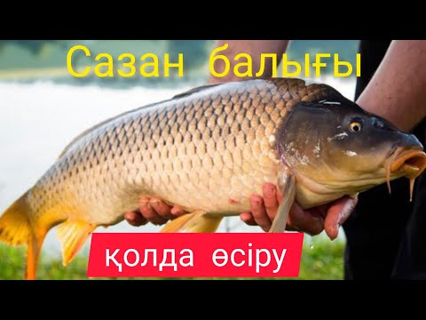 Видео: Балық өсіру. Өзбекстан