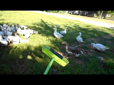 Видео: Как подружить гусей разного возраста. Бассейн для гусят из старого корыта.