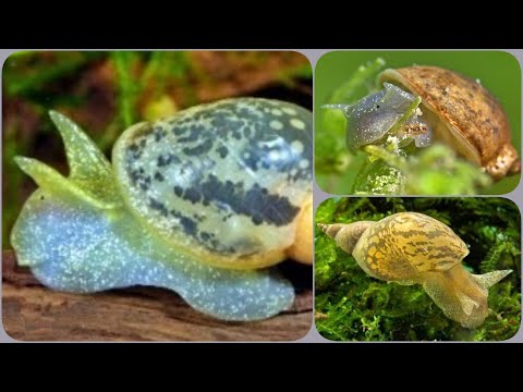 Видео: Улитка Покемон в аквариуме Содержание разведение и совместимость Radix rubiginosa