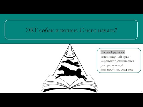 Видео: ЭКГ собак и кошек. С чего начать? | Запись вебинара | Электрокардиография в ветеринарии