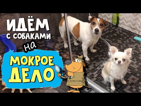 Видео: Как часто нужно мыть собаку. Как мы помыли Джека и что было потом