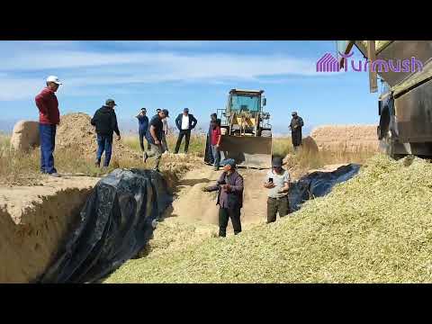 Видео: Ак-Талаада союз тарагандан бери алгачкы жолу силос бастырылды