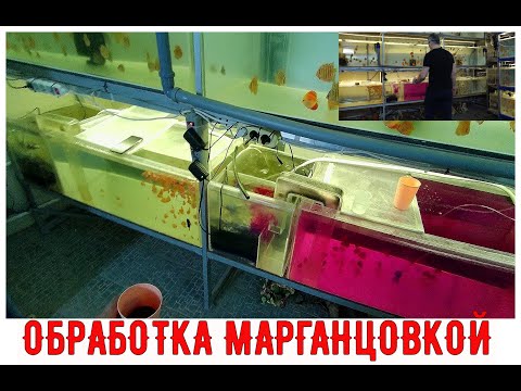 Видео: #DISCUS#ДИСКУСЫ#ОБРАБОТКА АКВАРИУМНОЙ РЫБЫ МАРГАНЦОВКОЙ