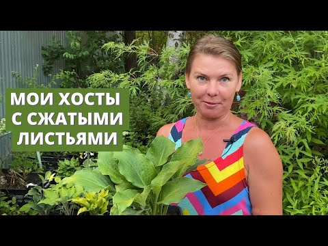 Видео: Обзор моих лучших хост с вафельными листьями