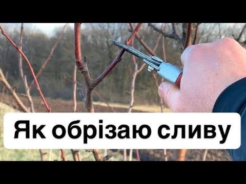 Видео: Як обрізаю сливу