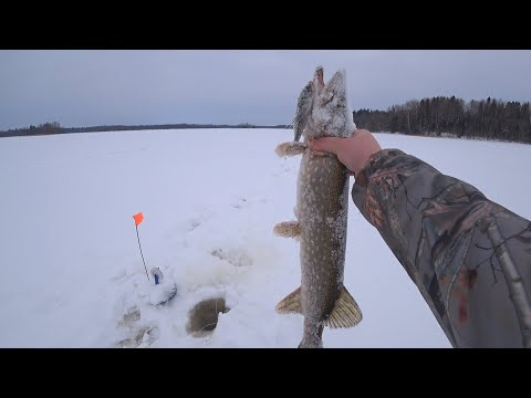 Видео: Зимняя рыбалка. Рыбалка на Селигере февраль 2023. Ловля щуки на жерлицы. 4 дня на озере с ночевкой.