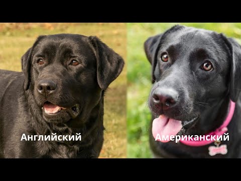 Видео: Американский и Английский лабрадор: в чём разница, фото сравнение