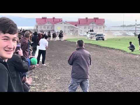 Видео: Иноходцы, бега.