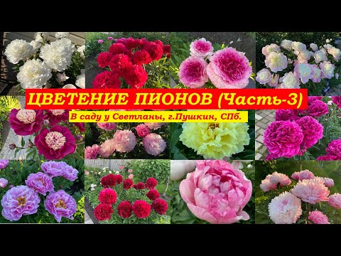 Видео: Цветение пионов. Часть-3 (В саду у Светланы, г.Пушкин, СПб.)