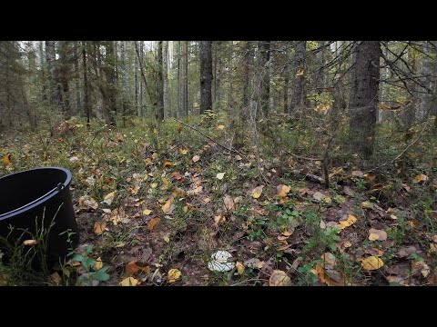 Видео: В поисках грибов/ Грибы 2025