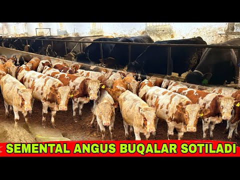 Видео: AZAM AKA DANGALCHIGA SEMENTAL BUQALAR KELDI 10 октября 2025 г.