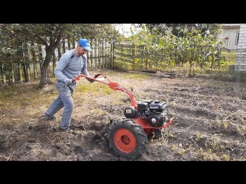 Видео: Уборка картофеля 2023! Урожай на даче отличный!