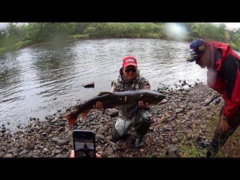 Видео: Какую рыбу можно ловить на спиннинг 3-15 гр. и шнур 0.128 мм  ?!  Да вот такую !!! Итоги 2017.