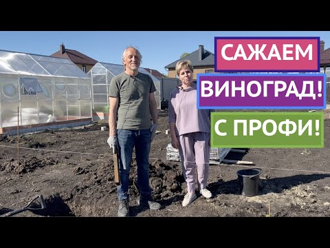 Видео: ВСЕ ТОНКОСТИ ПОСАДКИ ВИНОГРАДА ОТ ЛУЧШЕГО ВИНОГРАДАРЯ СТРАНЫ!