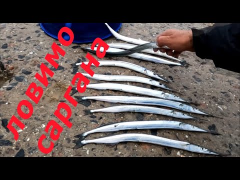 Видео: Ловимо саргана