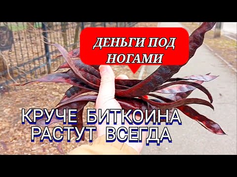 Видео: ЖИВЫЕ "ДЕНЬГИ" Быстрое проращивание Гледичии , хорошего медоноса.