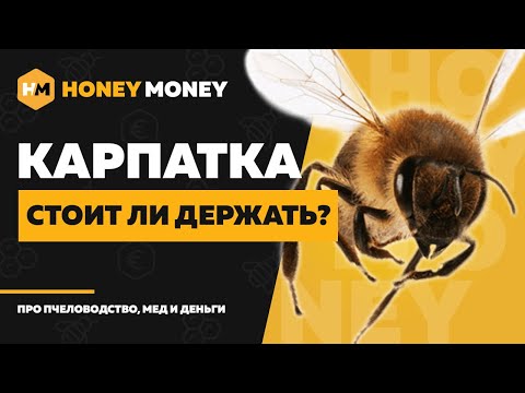 Видео: Карпатская порода пчел – характеристика карпатки и где разводят?