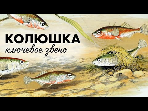 Видео: "Осиная талия" экосистем Белого моря