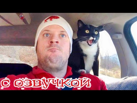 Видео: Приколы с котами!!! С ОЗВУЧКОЙ! - Смешные коты! - Самые смешные животные!!!
