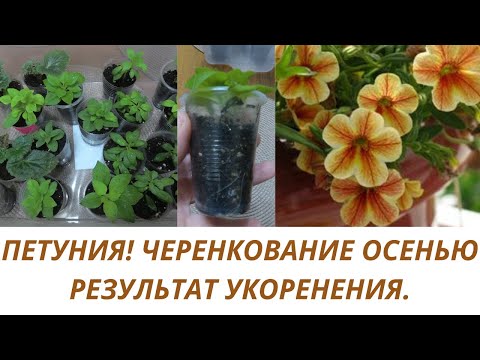 Видео: Петуния! Черенкование для сохранения на следующий год.Результат укоренения. Обзор черенков с корнями