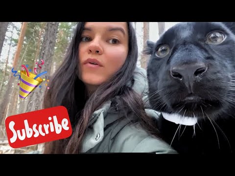 Видео: Настоящий вес Луны пантеры 😂/ Последняя Прогулка без снега 🍁