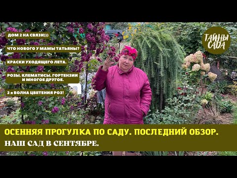 Видео: 2023. САД МАМЫ ТАТЬЯНЫ. РОЗЫ. ГОРТЕНЗИИ. КЛЕМАТИСЫ и многое другое. ОСЕННЯЯ ПРОГУЛКА ПО САДУ.