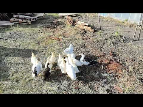 Видео: Утки и куры 3 ноября 2025