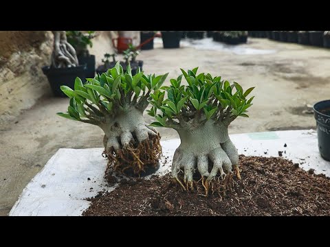 Видео: Фатальные ошибки, которые часто допускают при уходе за растениями адениумов Бонсай из пустынной розы